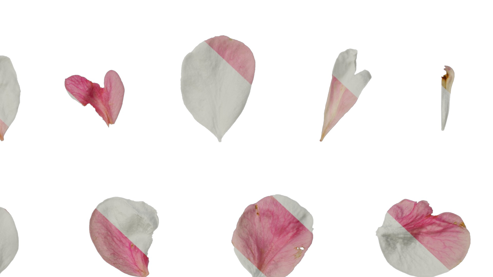 Anydrafts Armeniaca mume Flower 04 Texture_7