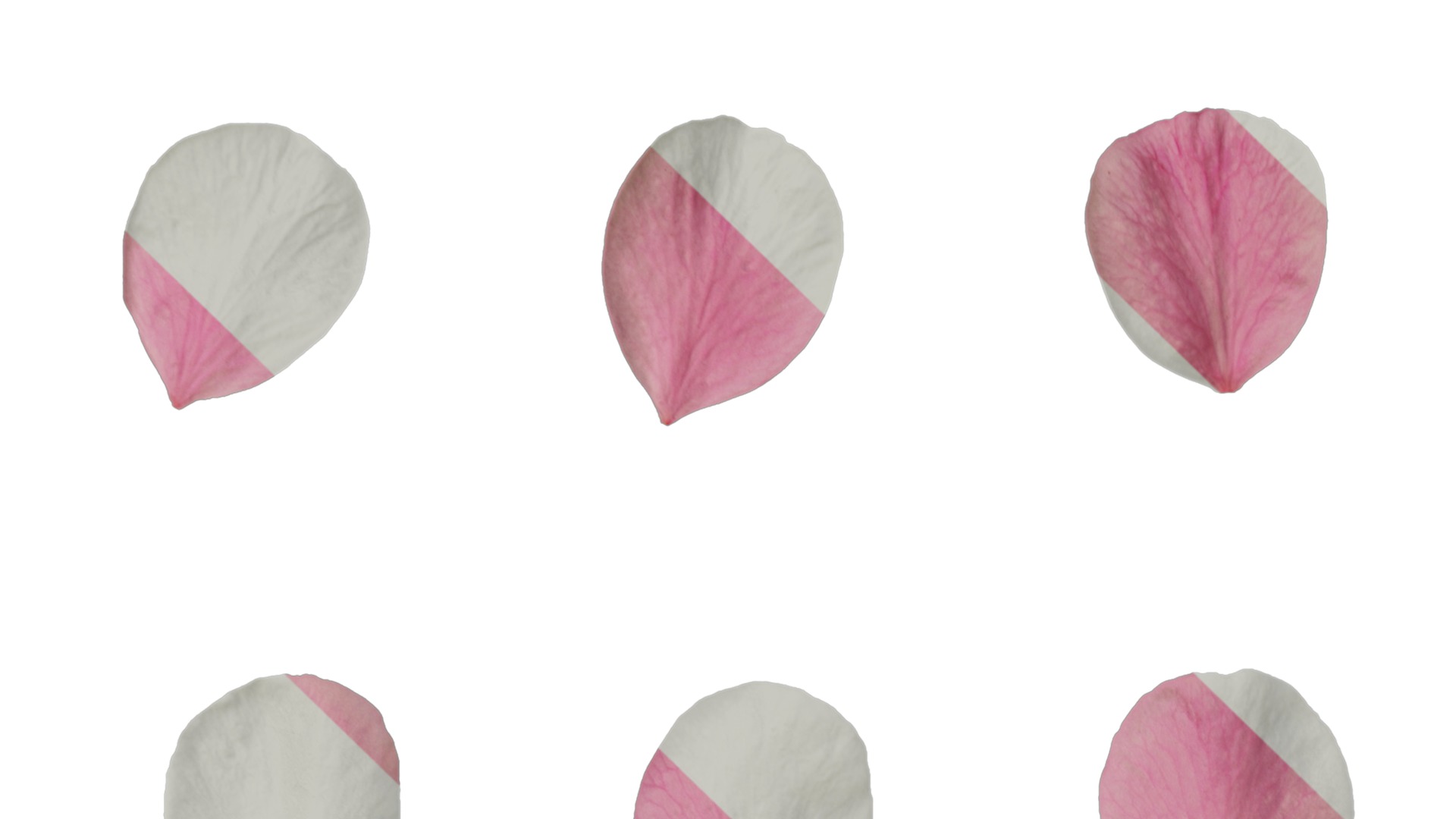 Anydrafts Armeniaca mume Flower 04 Texture_1