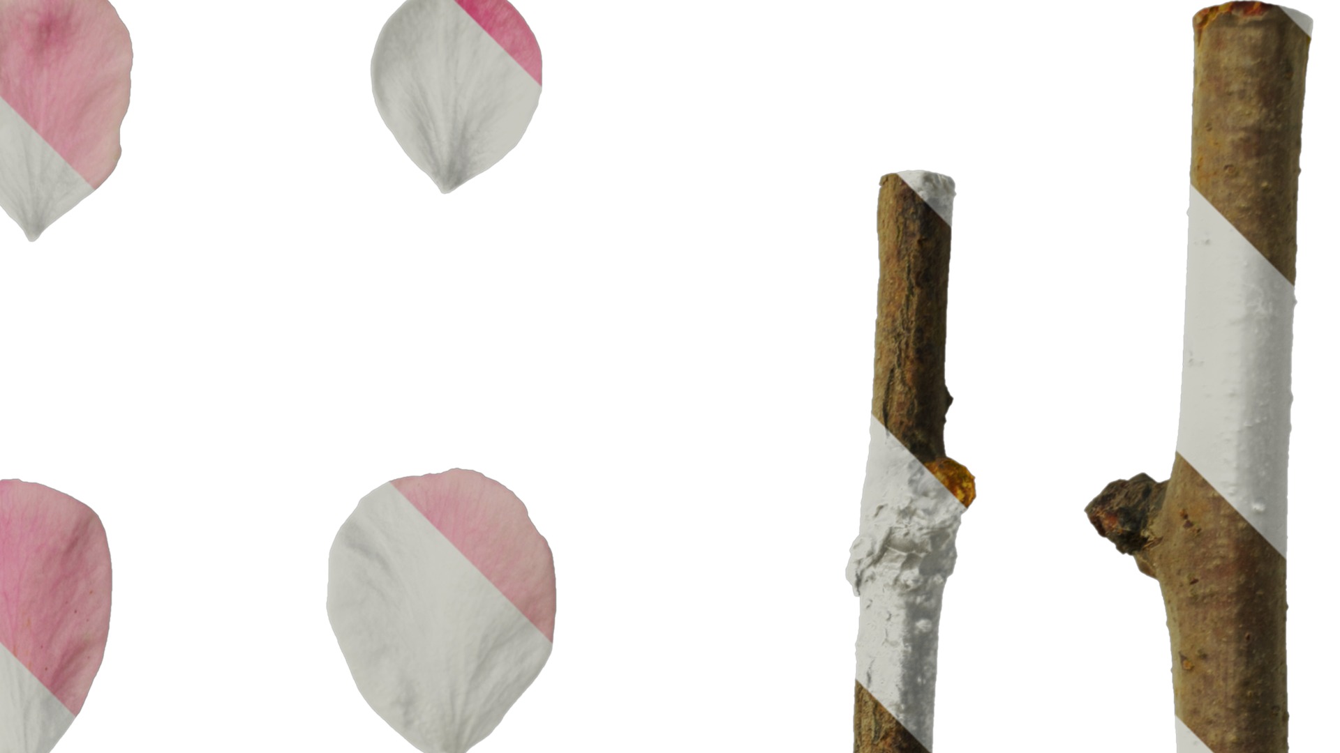 Anydrafts Armeniaca mume Flower 04 Texture_2