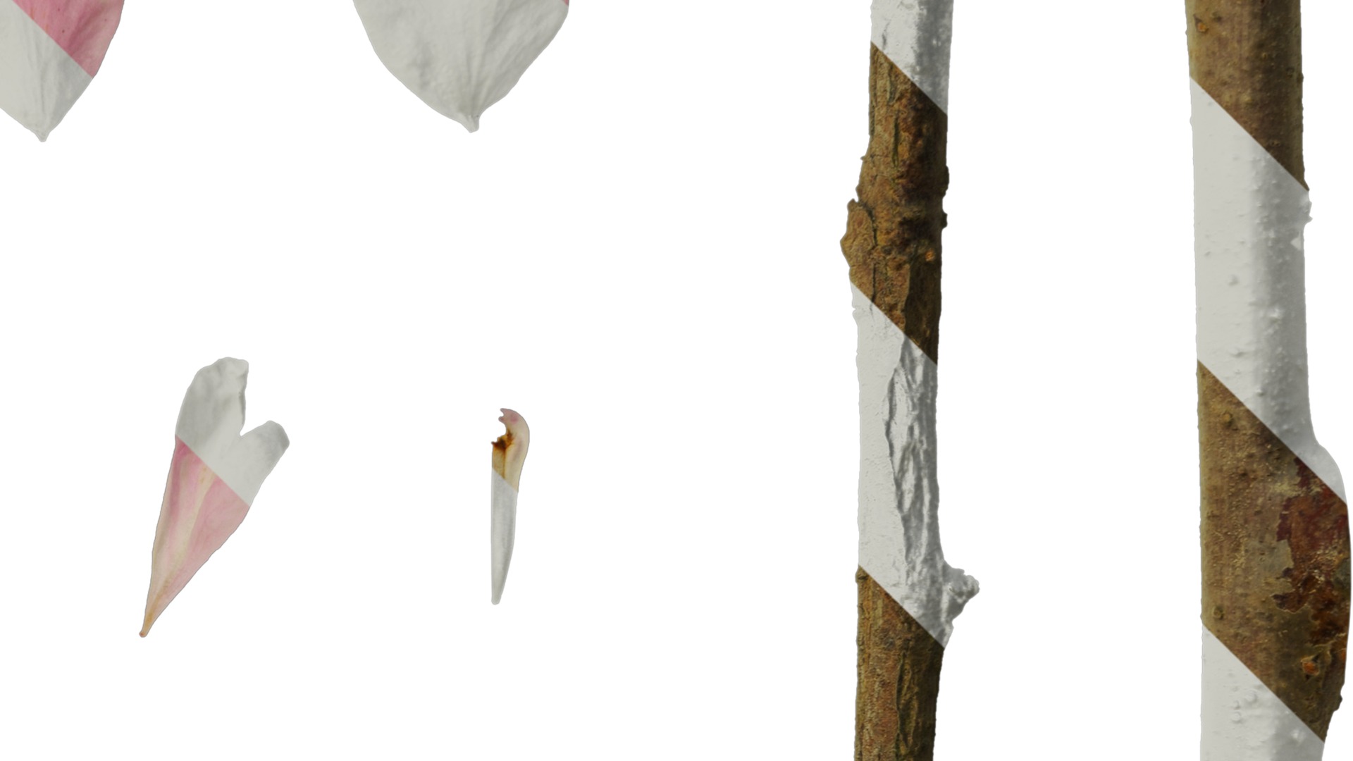 Anydrafts Armeniaca mume Flower 04 Texture_4