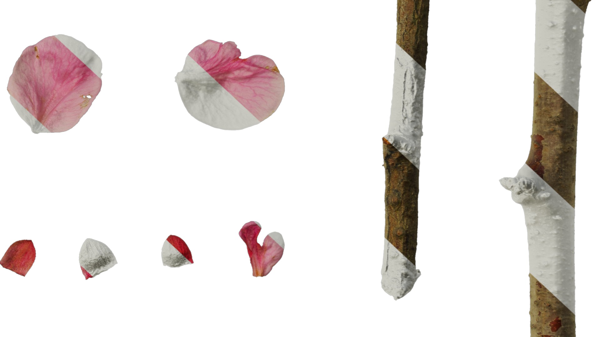 Anydrafts Armeniaca mume Flower 04 Texture_6