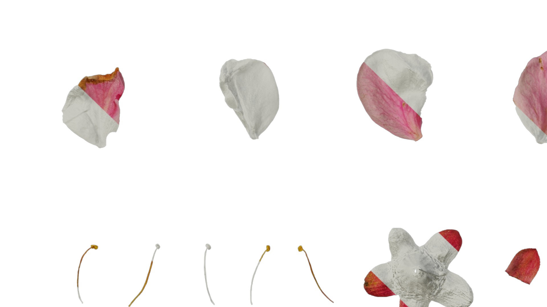 Anydrafts Armeniaca mume Flower 04 Texture_5