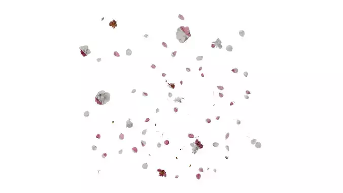 Anydrafts Armeniaca mume Flower 05