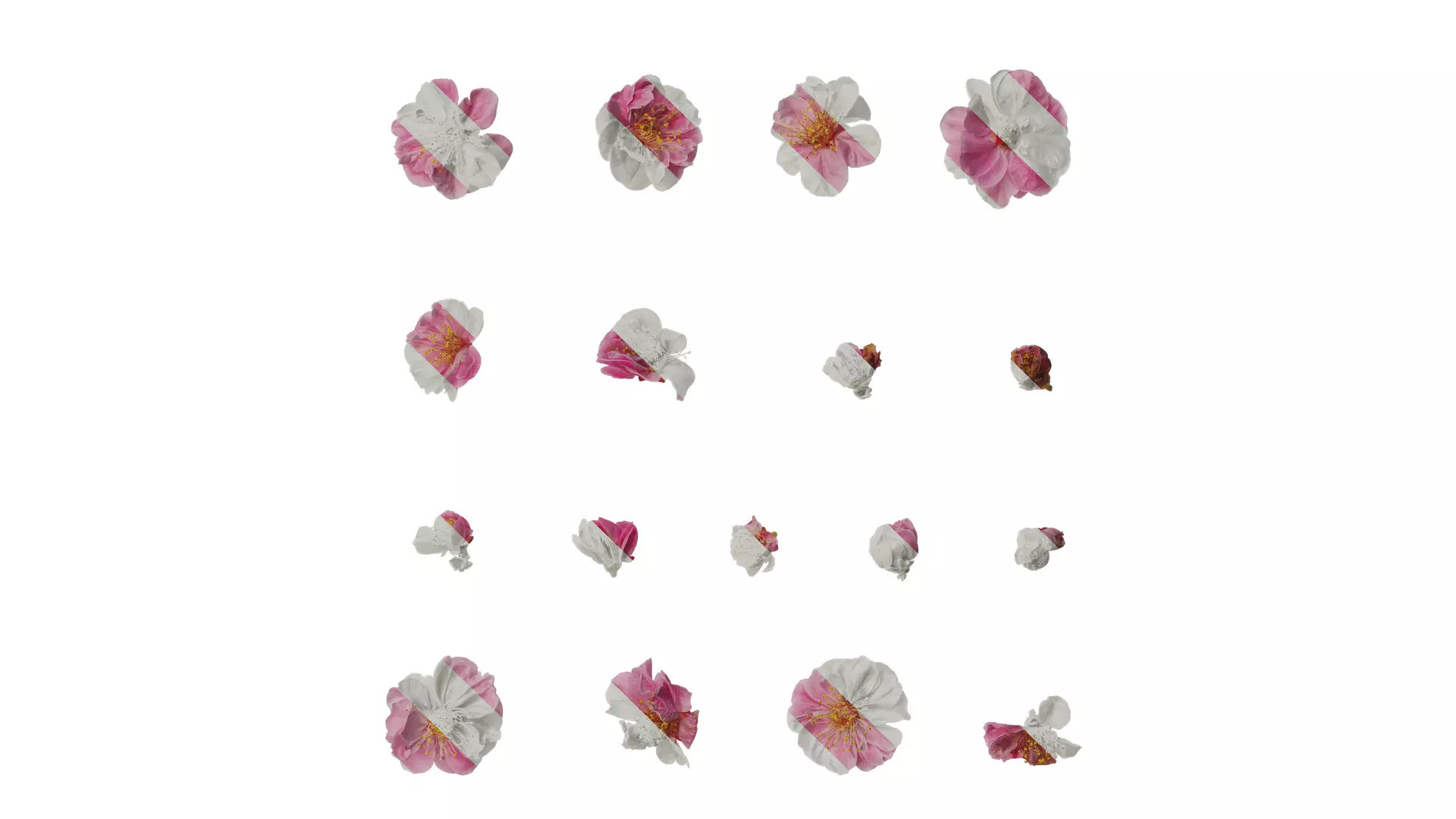 Anydrafts Armeniaca mume Flower 06 Texture_0