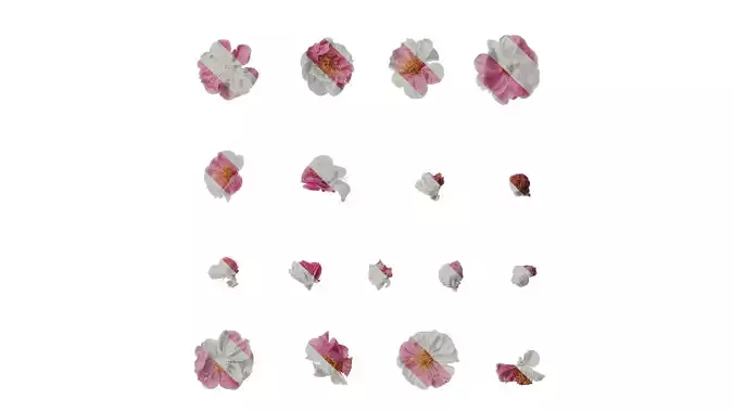 Anydrafts Armeniaca mume Flower 06