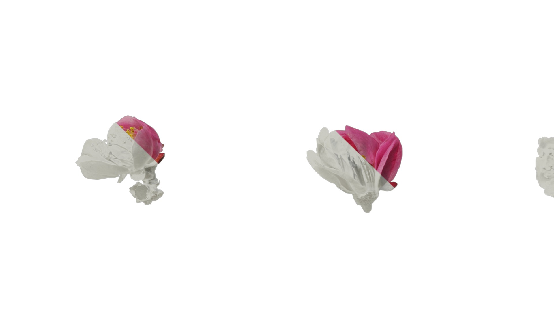 Anydrafts Armeniaca mume Flower 06 Texture_5