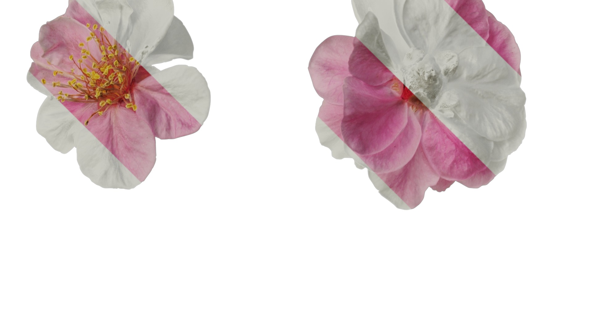 Anydrafts Armeniaca mume Flower 06 Texture_2