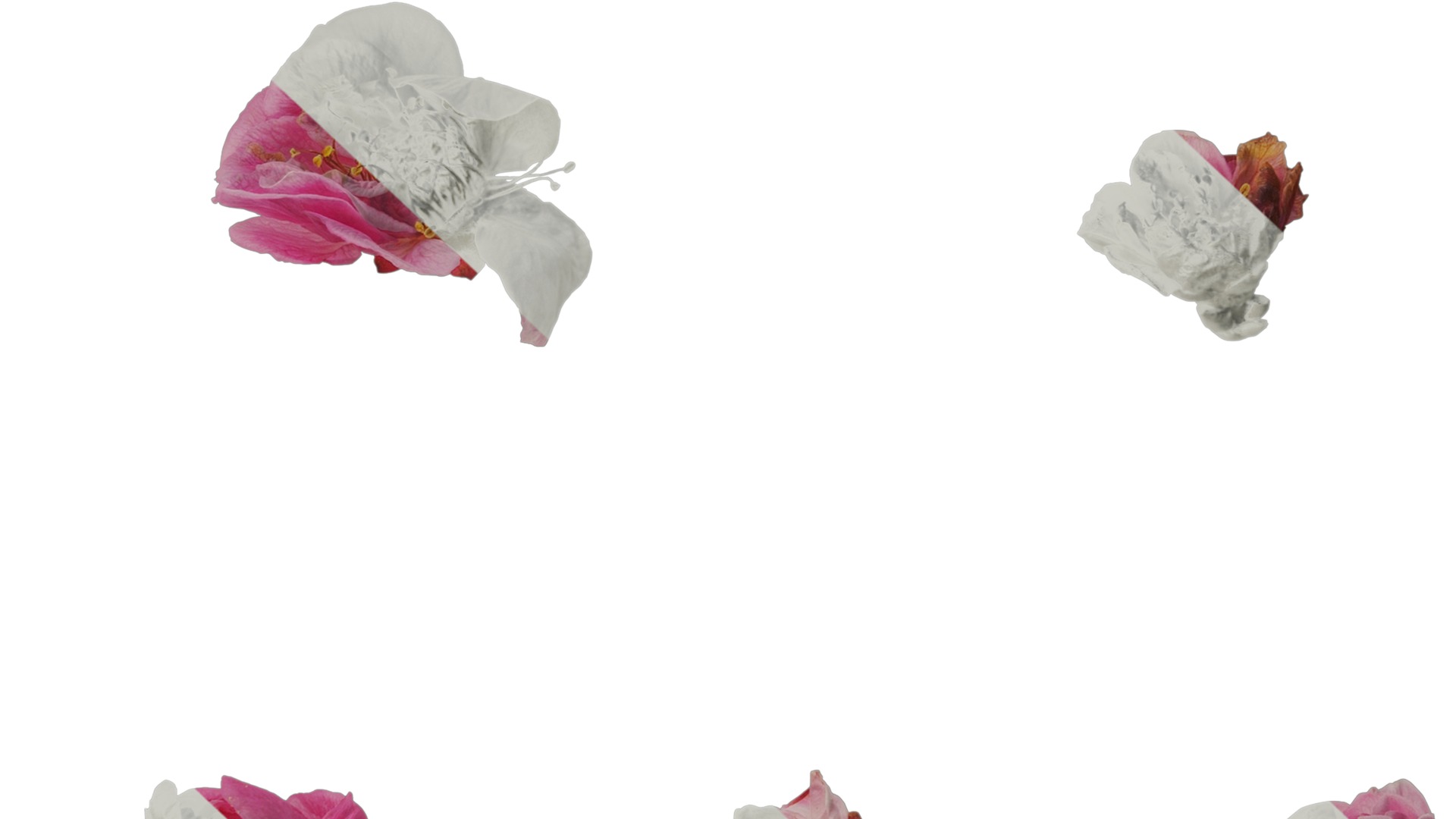 Anydrafts Armeniaca mume Flower 06 Texture_7