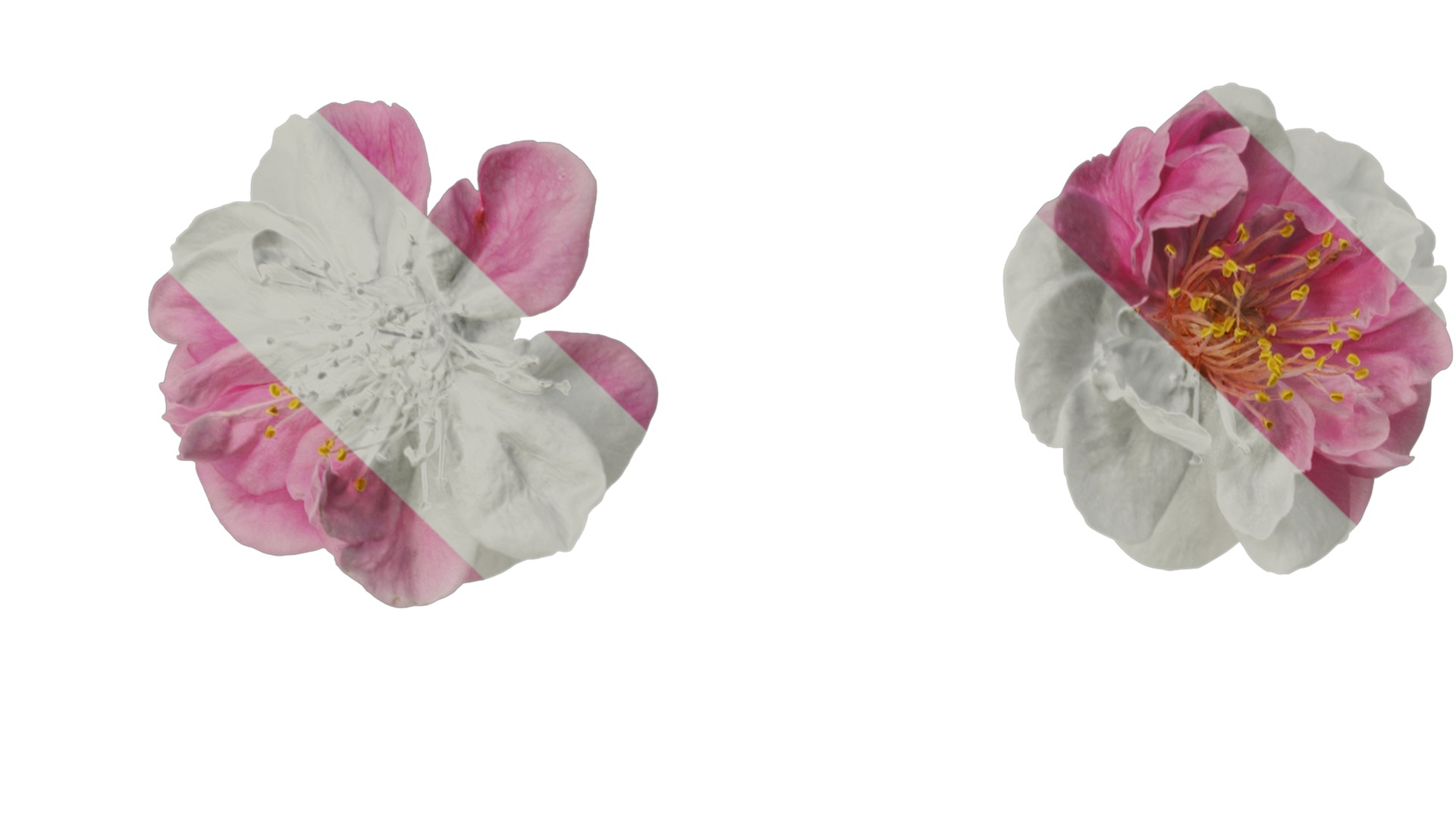 Anydrafts Armeniaca mume Flower 06 Texture_1