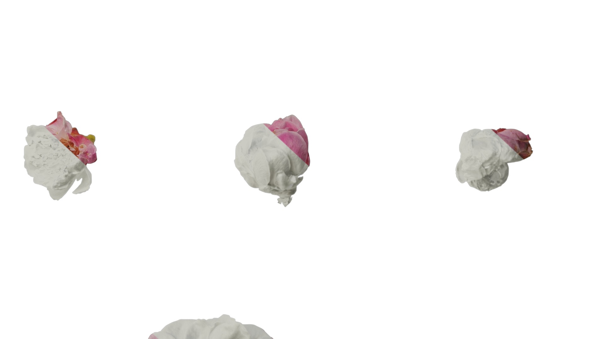 Anydrafts Armeniaca mume Flower 06 Texture_6