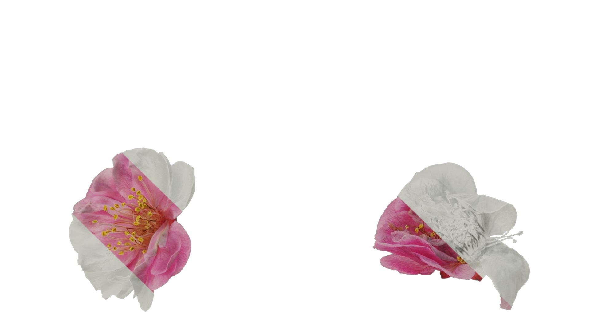 Anydrafts Armeniaca mume Flower 06 Texture_3