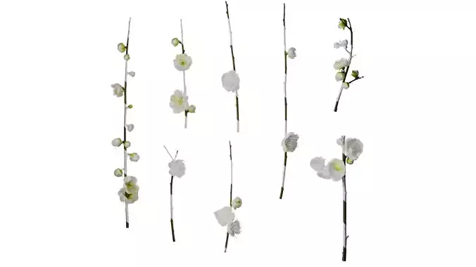 Anydrafts Armeniaca mume viridicalyx Atlas 01