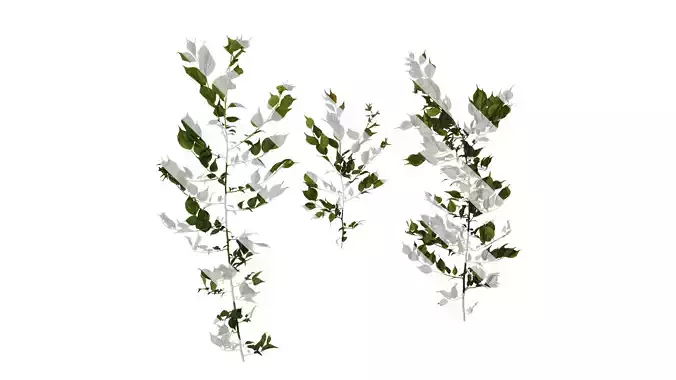 Anydrafts Armeniaca mume viridicalyx Atlas 04