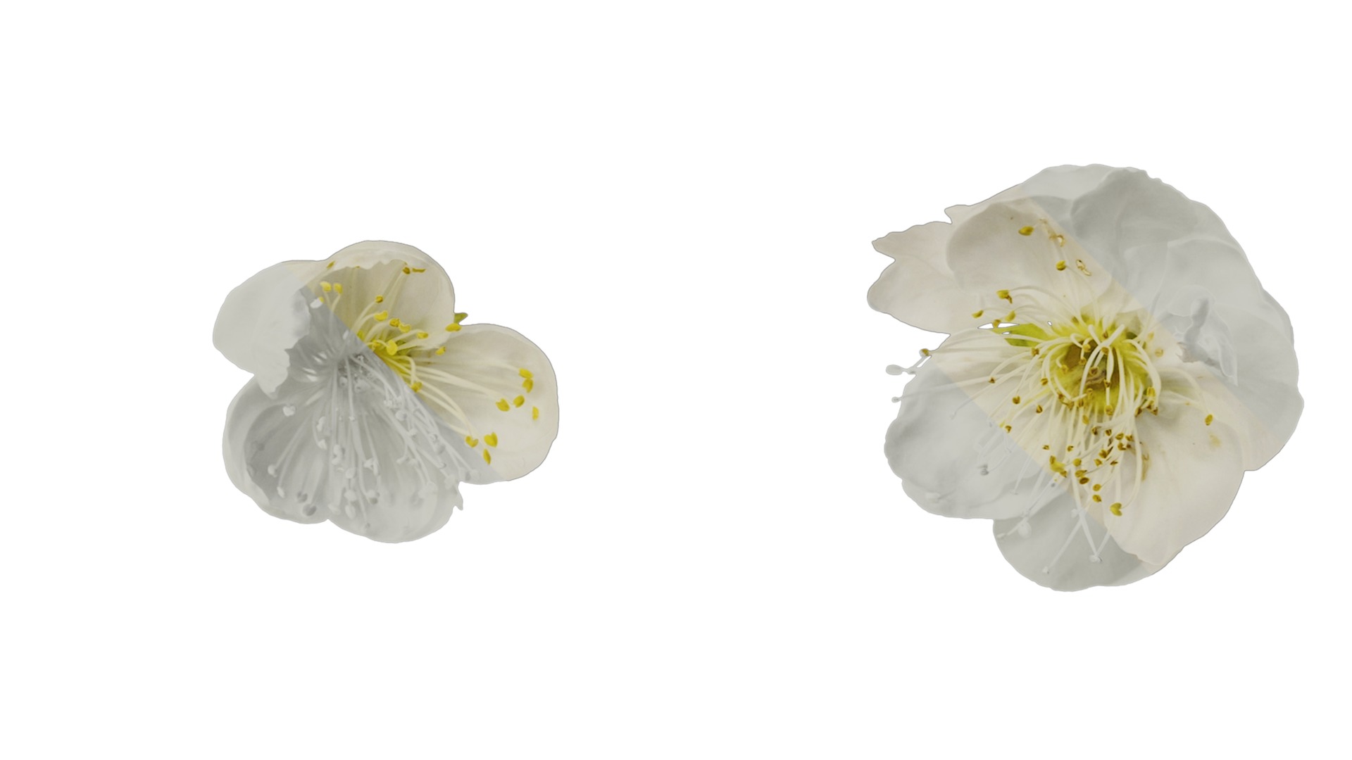 Anydrafts Armeniaca mume viridicalyx Flower 01 Texture_4