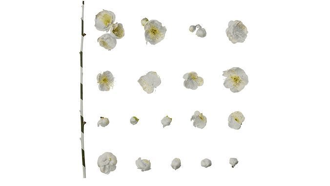 Anydrafts Armeniaca mume viridicalyx Flower 01 Texture