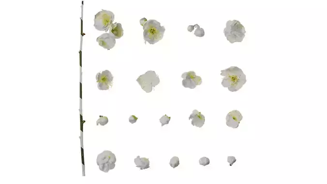 Anydrafts Armeniaca mume viridicalyx Flower 01