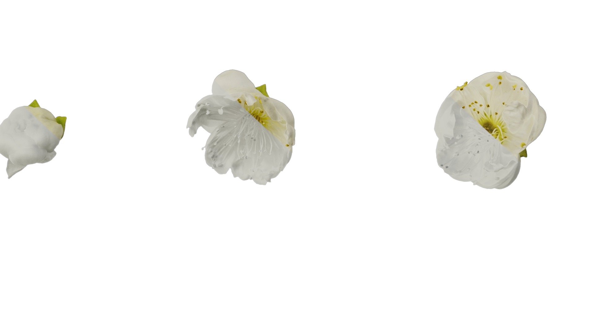 Anydrafts Armeniaca mume viridicalyx Flower 01 Texture_6