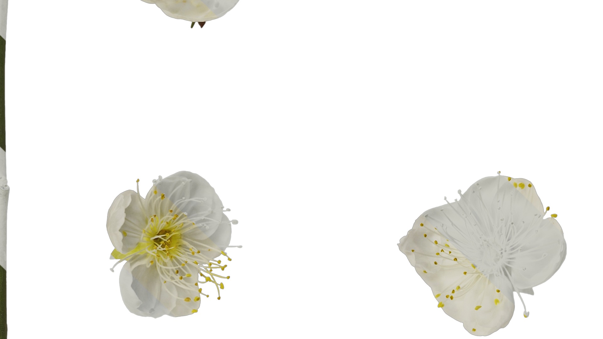 Anydrafts Armeniaca mume viridicalyx Flower 01 Texture_3