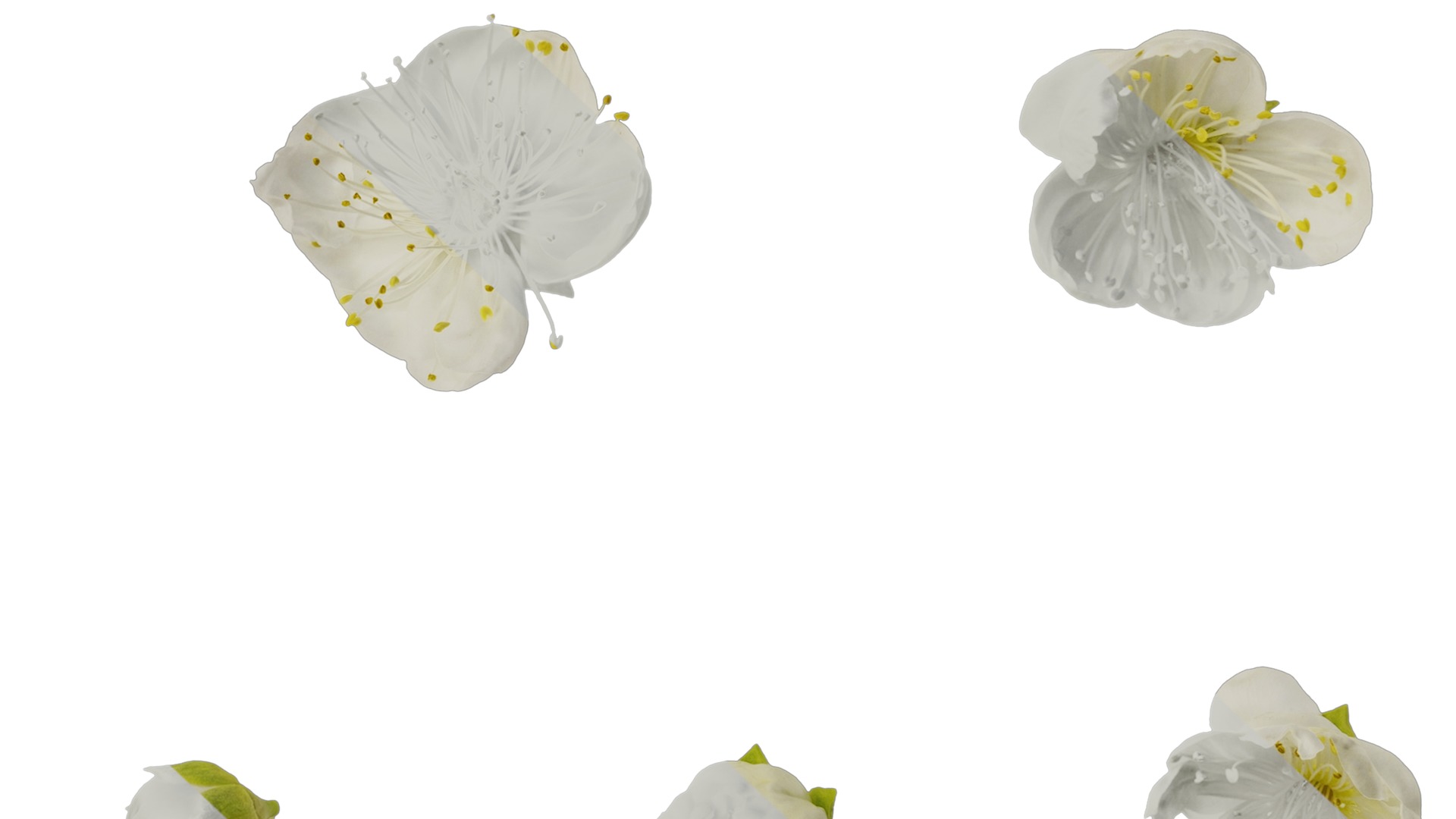 Anydrafts Armeniaca mume viridicalyx Flower 01 Texture_7