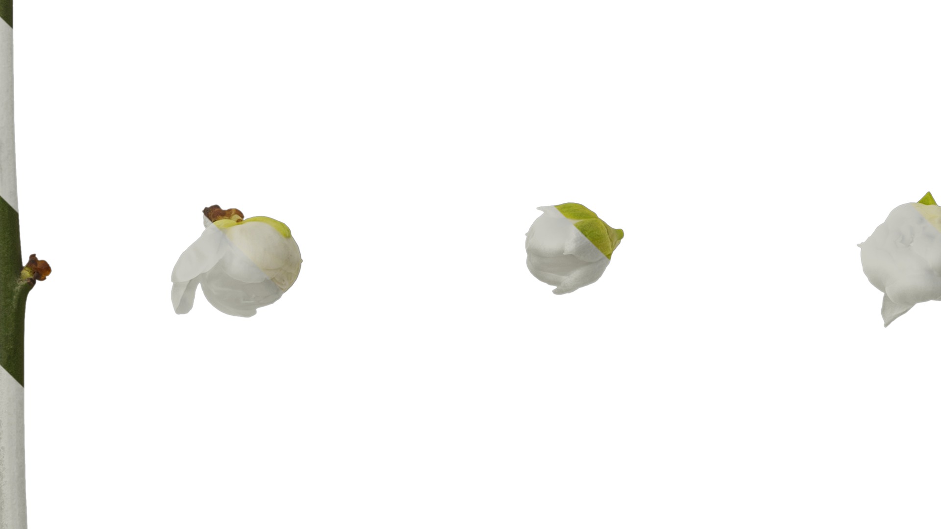 Anydrafts Armeniaca mume viridicalyx Flower 01 Texture_5