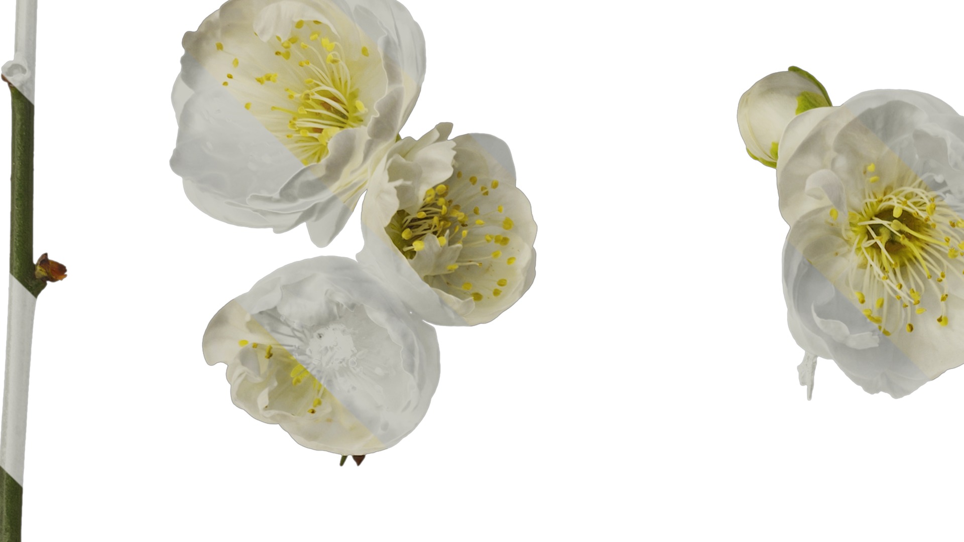 Anydrafts Armeniaca mume viridicalyx Flower 01 Texture_1