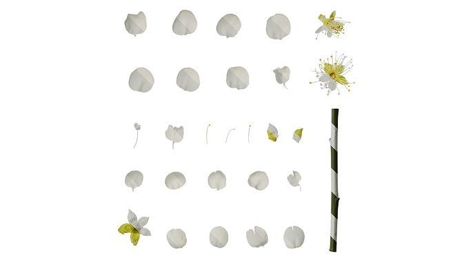 Anydrafts Armeniaca mume viridicalyx Flower 02 Texture