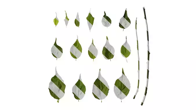 Anydrafts Armeniaca mume viridicalyx Leaf 01