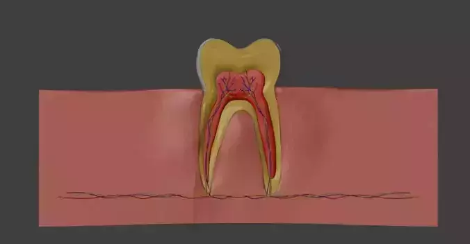  3D Model of Teeth - Dental Model
