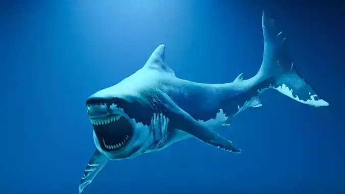 Great White Shark - 3D Model 3D model