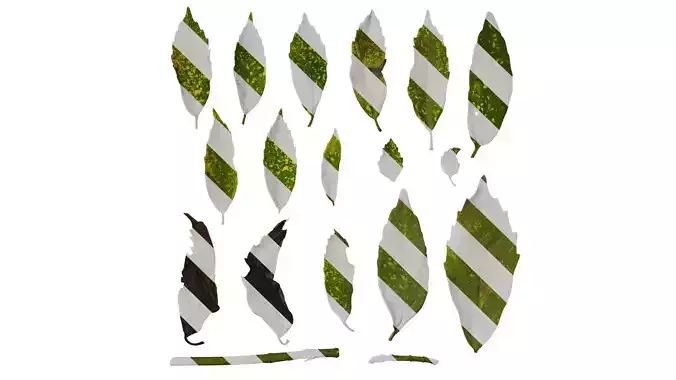 Anydrafts Aucuba japonica Leaf 01