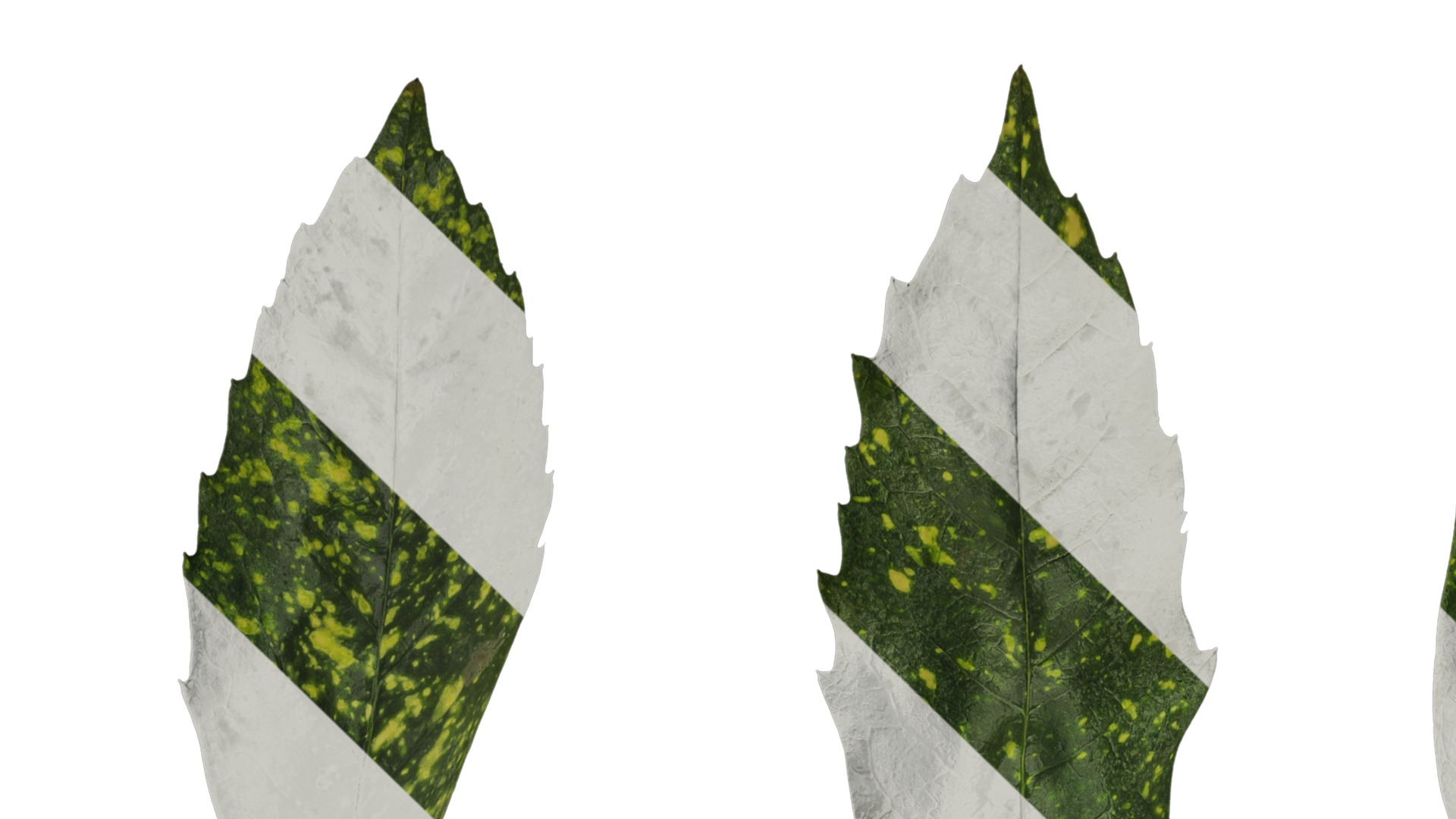 Anydrafts Aucuba japonica Leaf 02 Texture_1