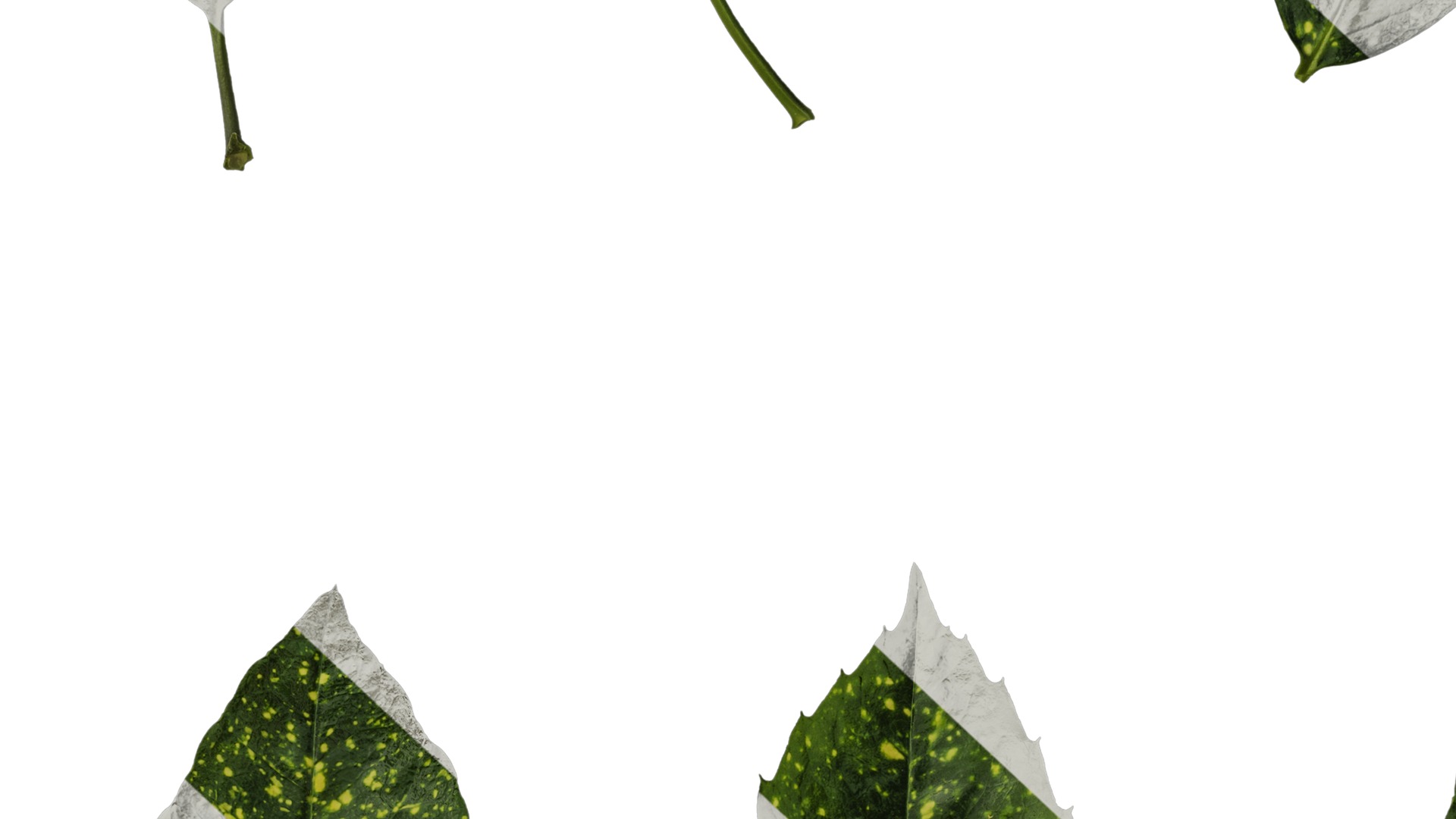 Anydrafts Aucuba japonica Leaf 02 Texture_7