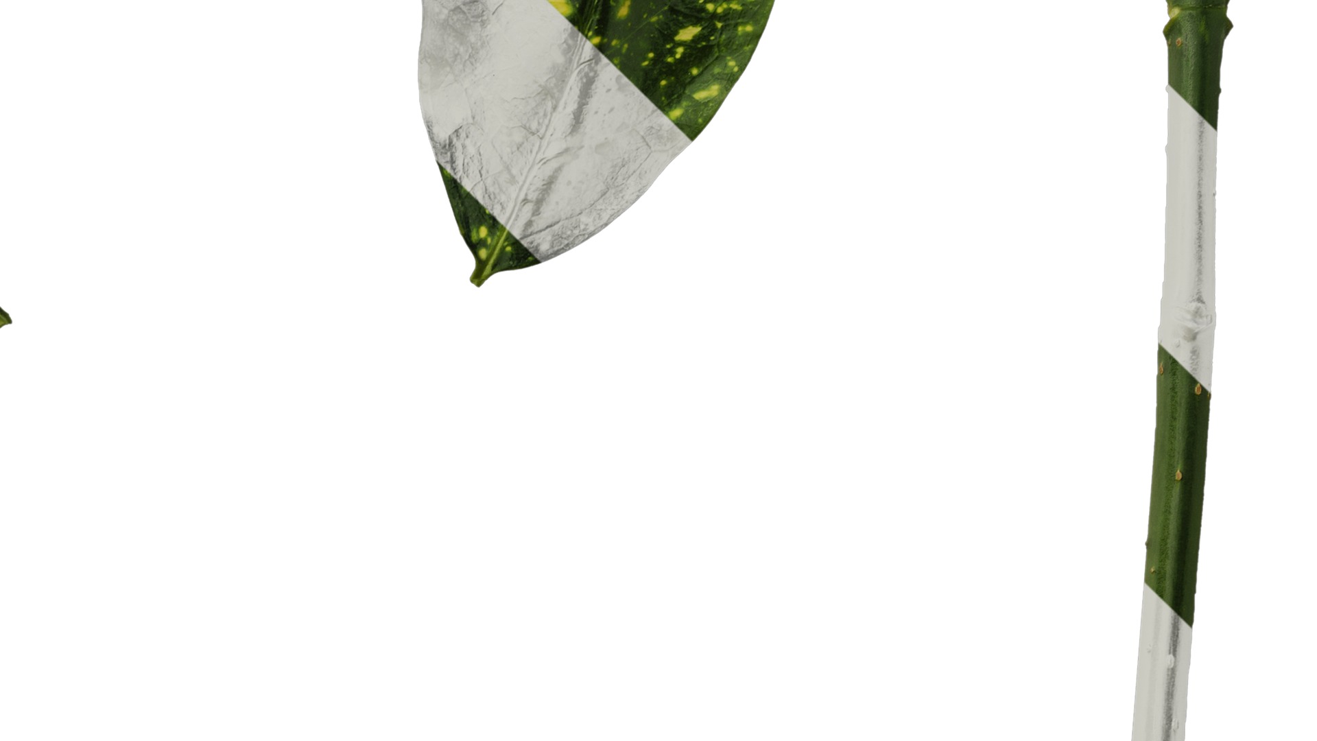 Anydrafts Aucuba japonica Leaf 02 Texture_4