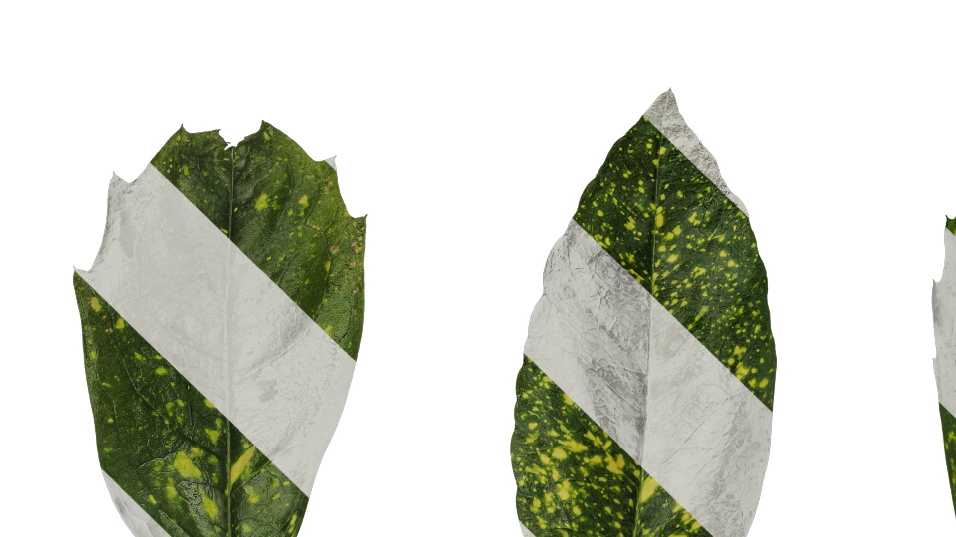 Anydrafts Aucuba japonica Leaf 02 Texture_5