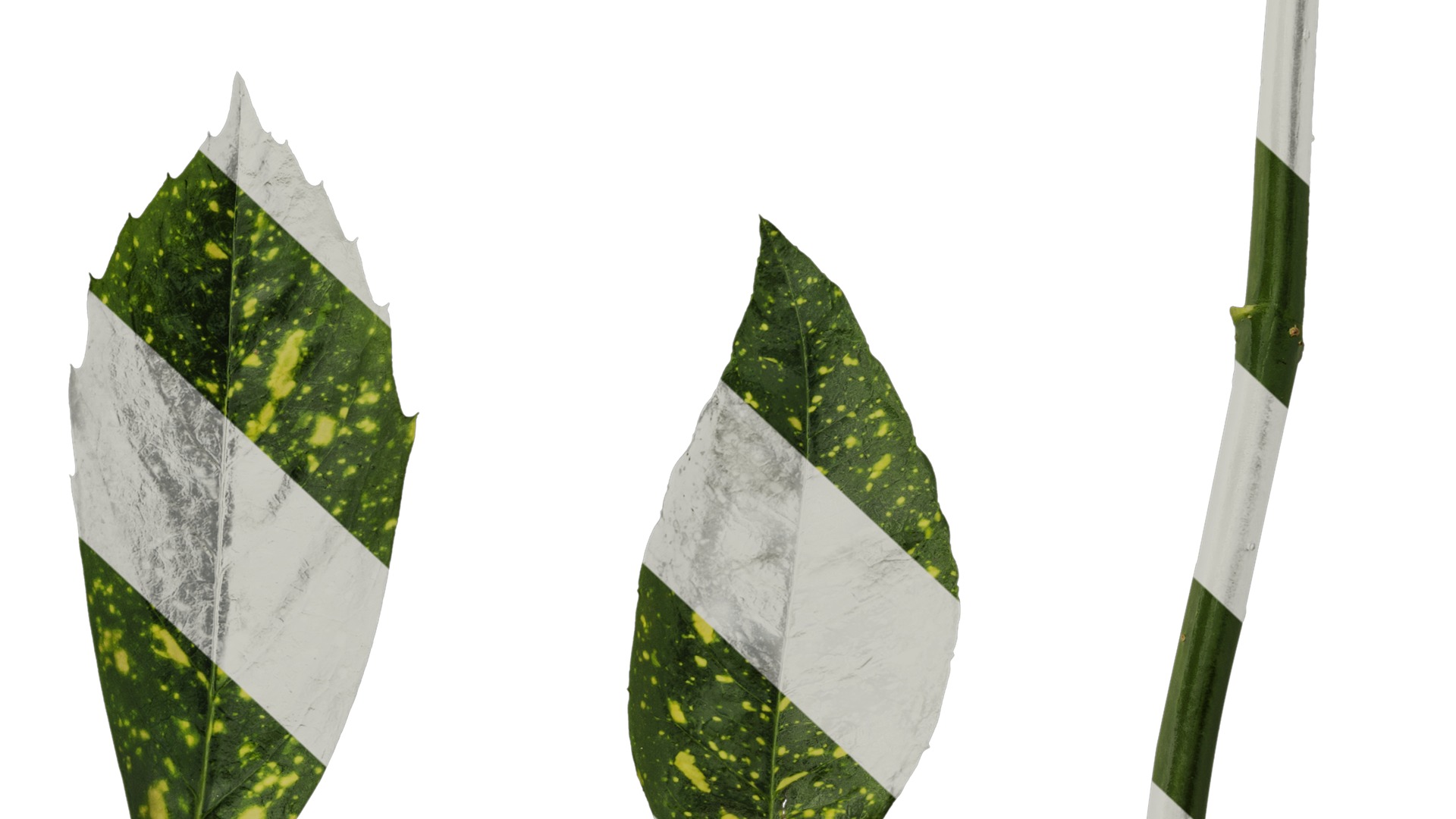 Anydrafts Aucuba japonica Leaf 02 Texture_6