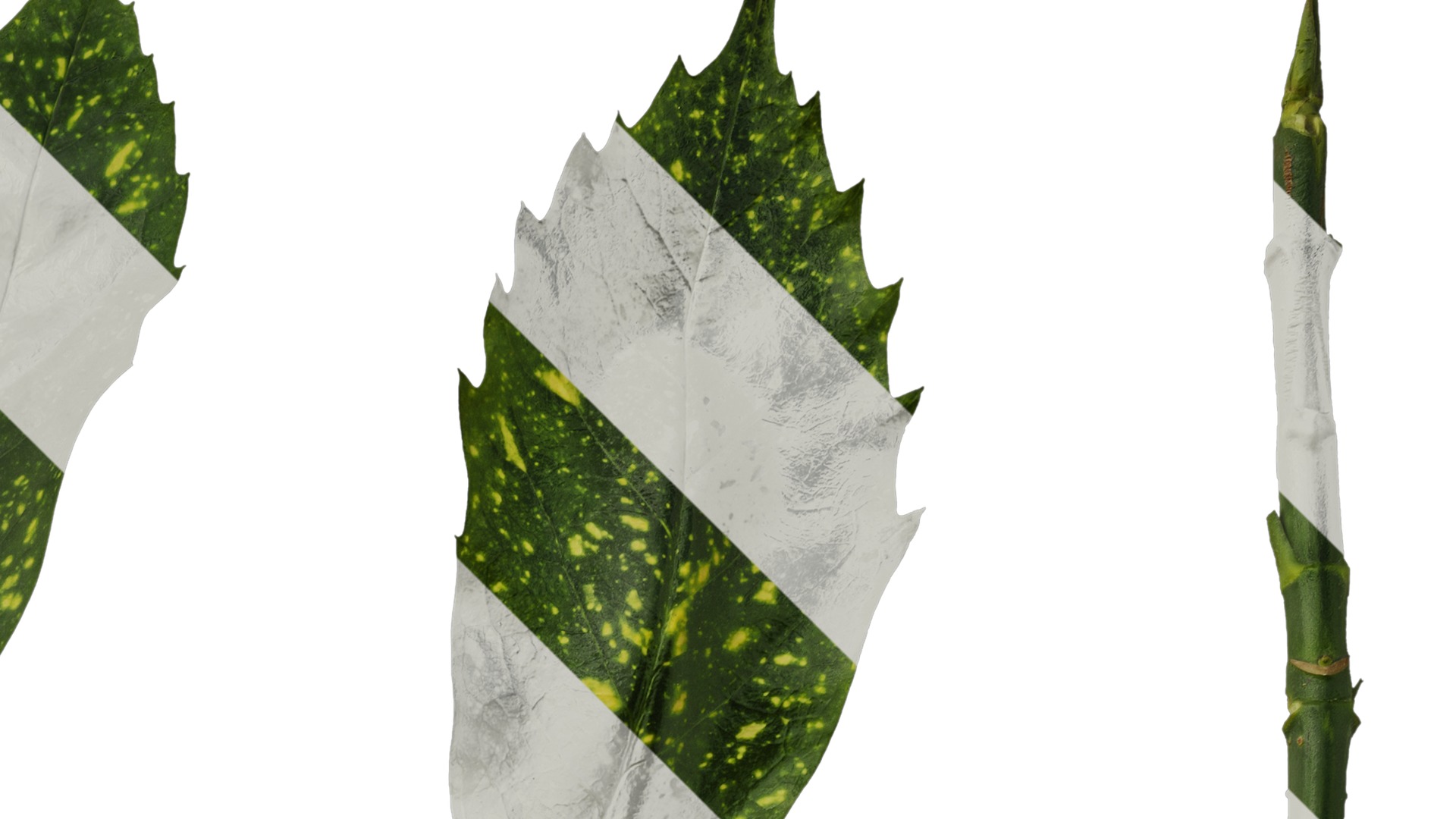 Anydrafts Aucuba japonica Leaf 02 Texture_2