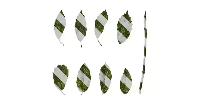 Anydrafts Aucuba japonica Leaf 02
