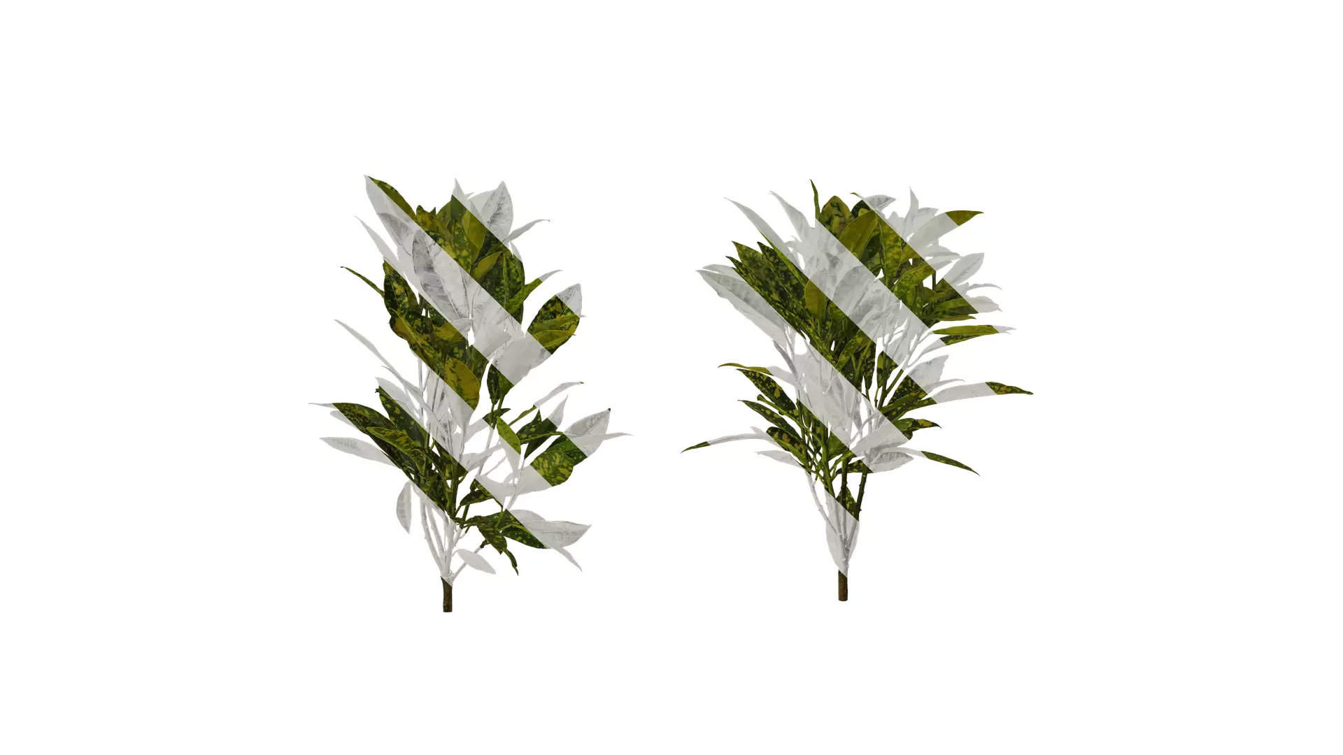 Anydrafts Aucuba japonica variegata Atlas 01 Texture_0