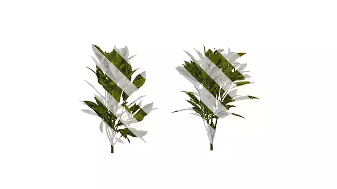 Anydrafts Aucuba japonica variegata Atlas 01