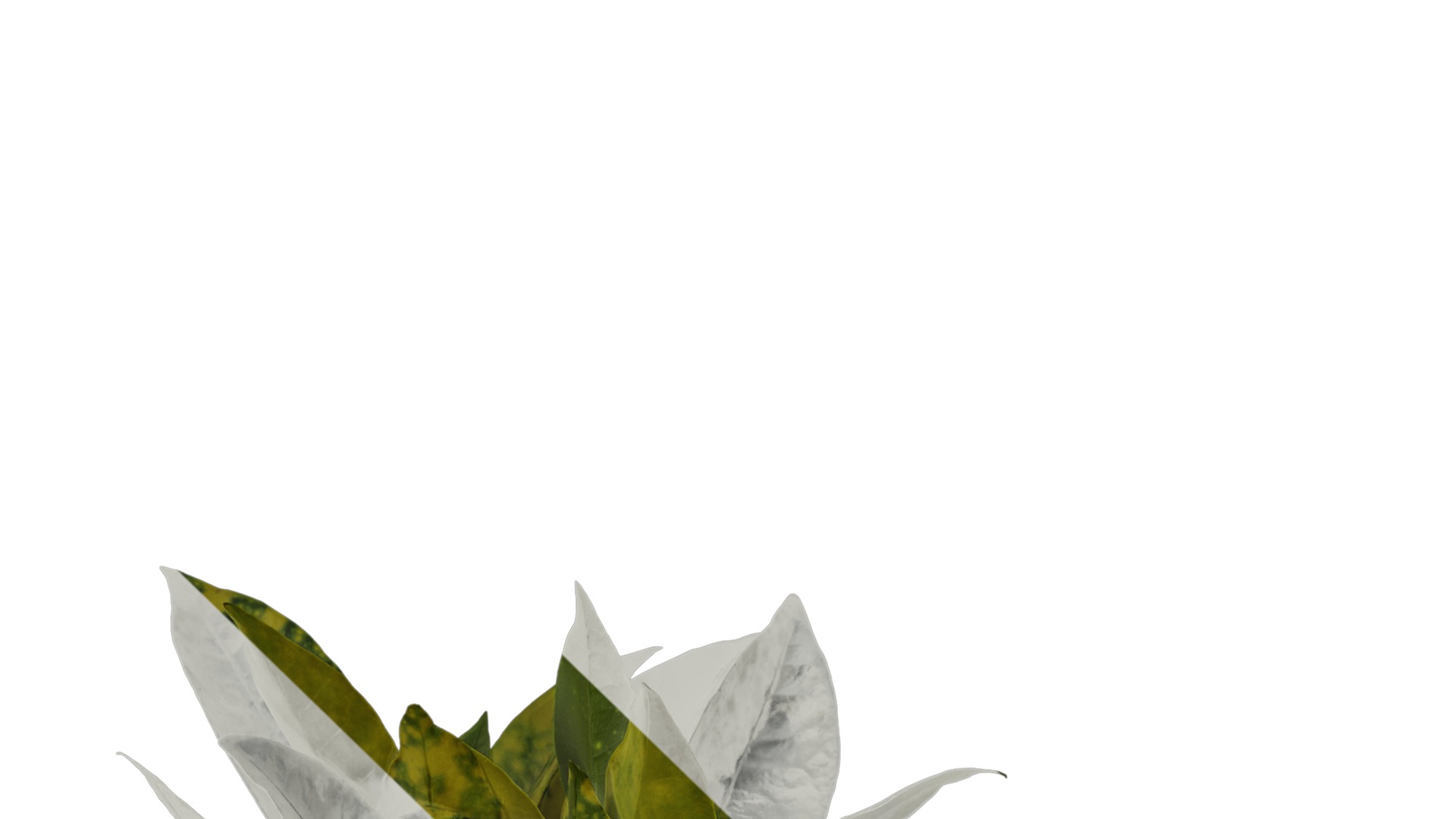 Anydrafts Aucuba japonica variegata Atlas 01 Texture_1