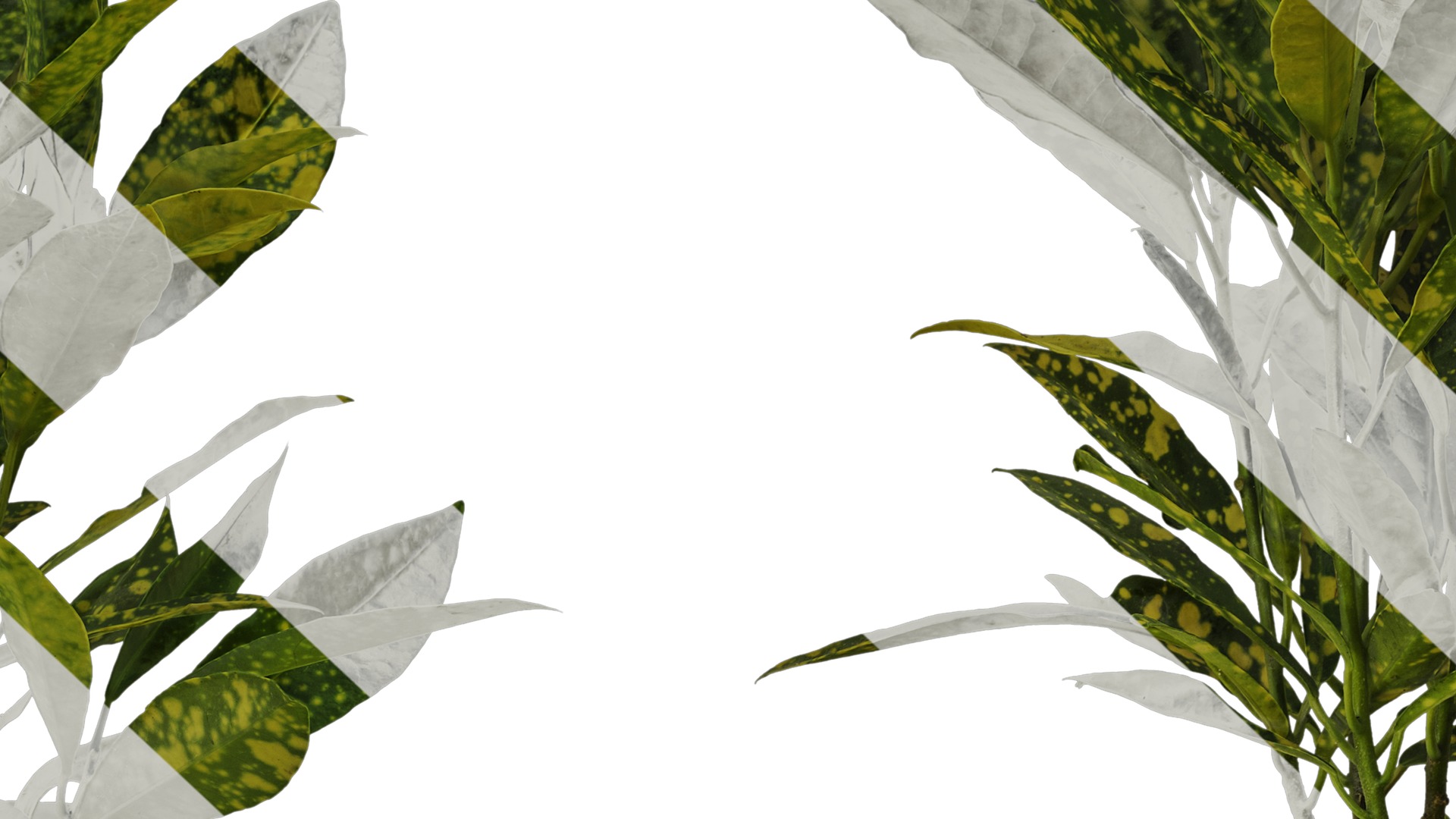 Anydrafts Aucuba japonica variegata Atlas 01 Texture_7