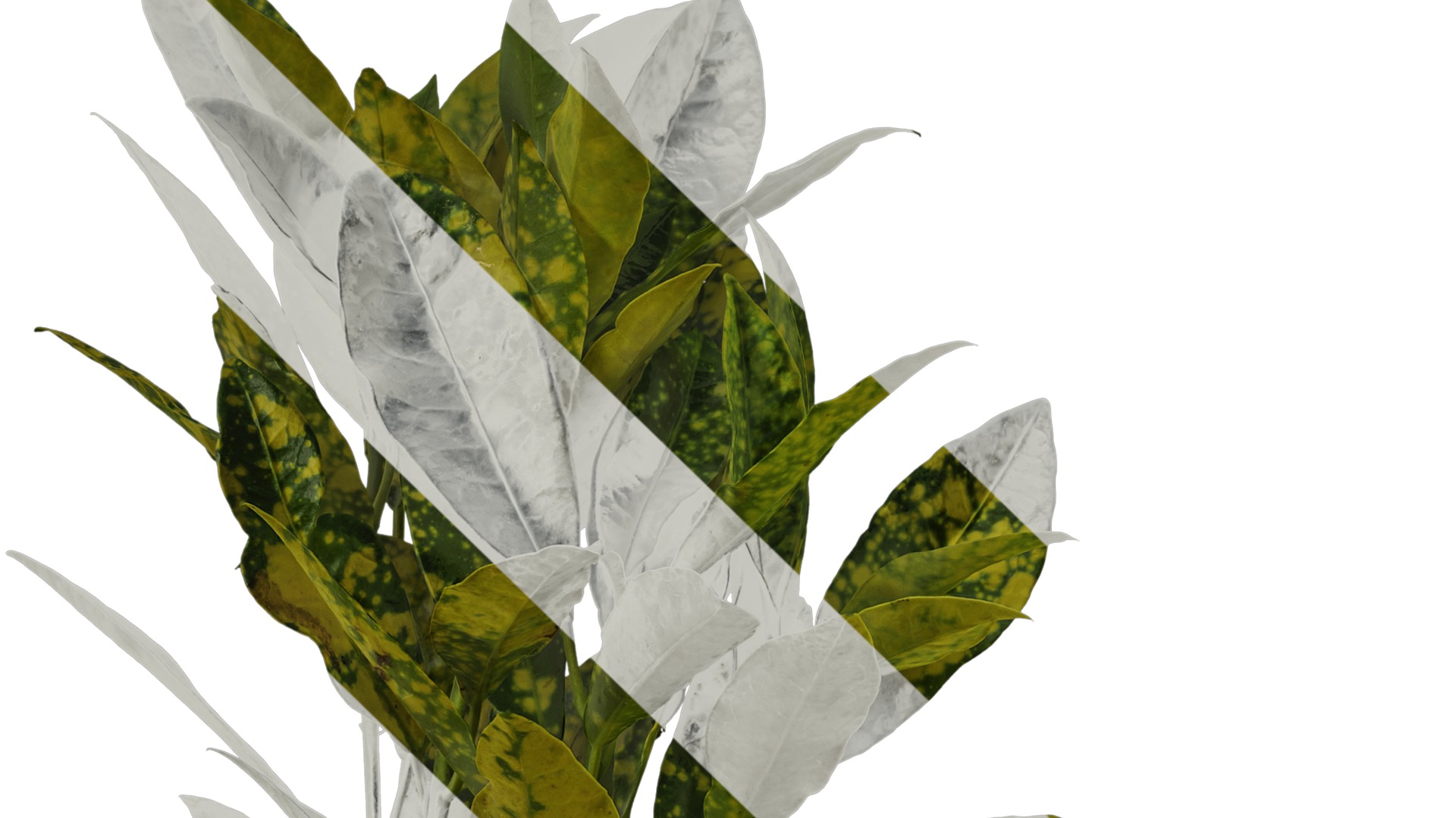 Anydrafts Aucuba japonica variegata Atlas 01 Texture_3