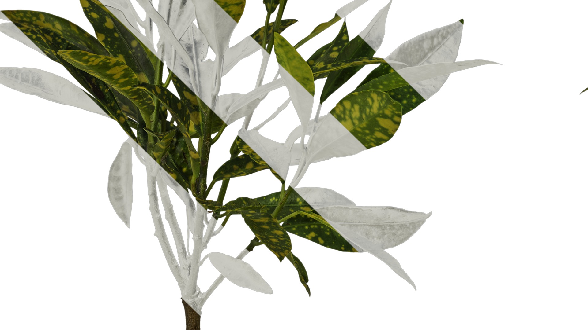 Anydrafts Aucuba japonica variegata Atlas 01 Texture_5