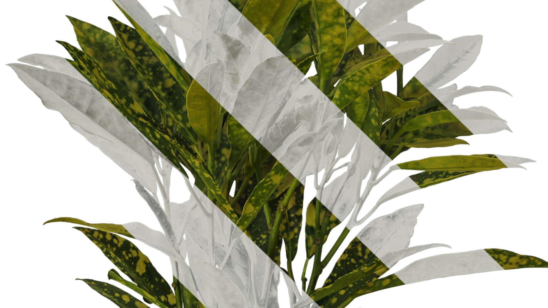 Anydrafts Aucuba japonica variegata Atlas 01 Texture_4