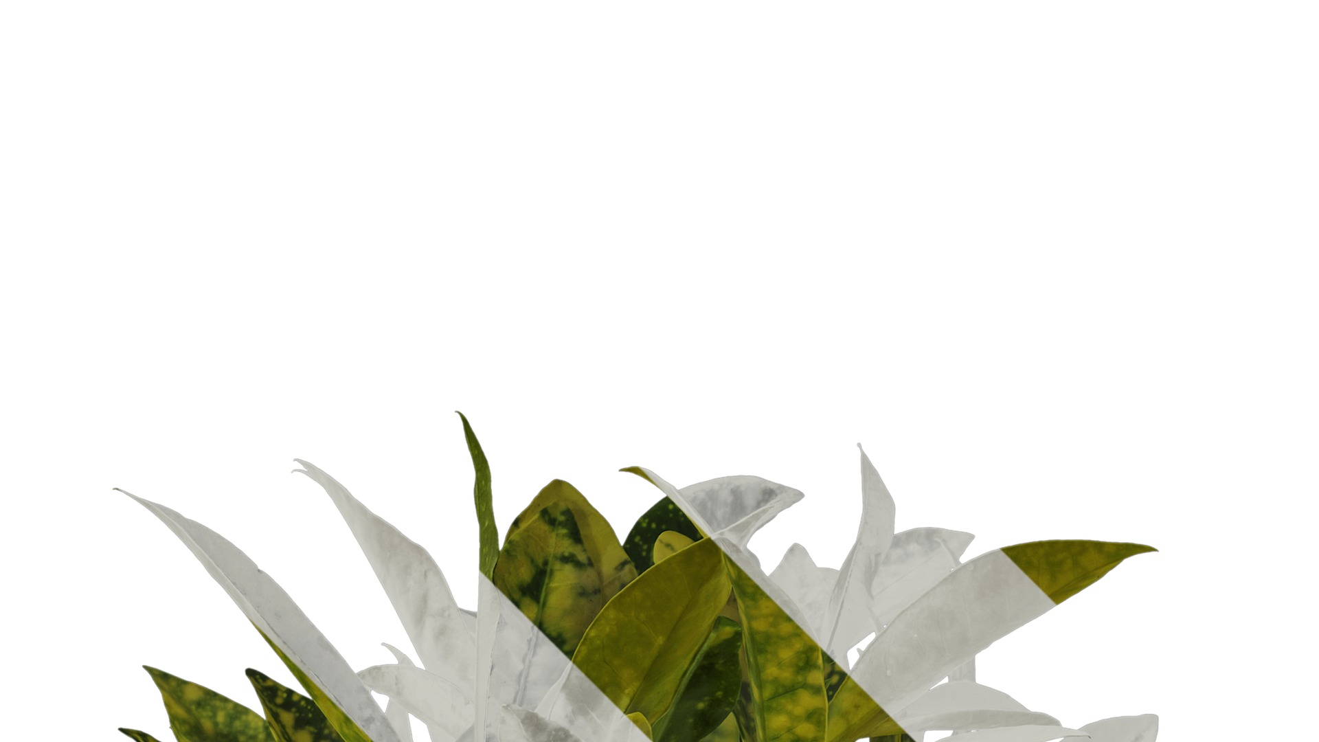 Anydrafts Aucuba japonica variegata Atlas 01 Texture_2