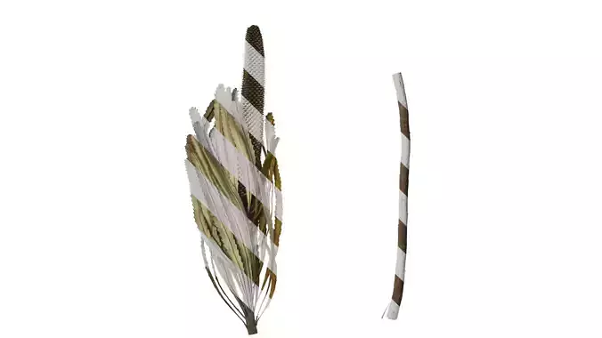 Anydrafts Banksia integrifolia Atlas 02