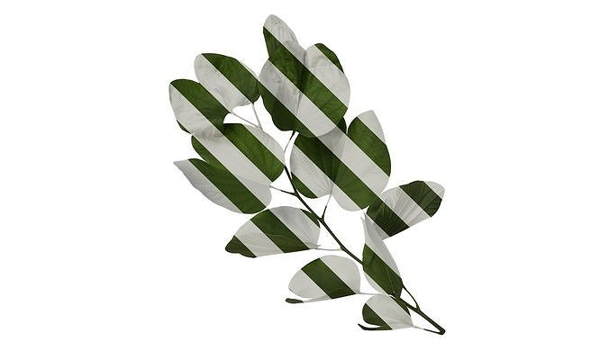 Anydrafts Bauhinia variegata Atlas 02 Texture