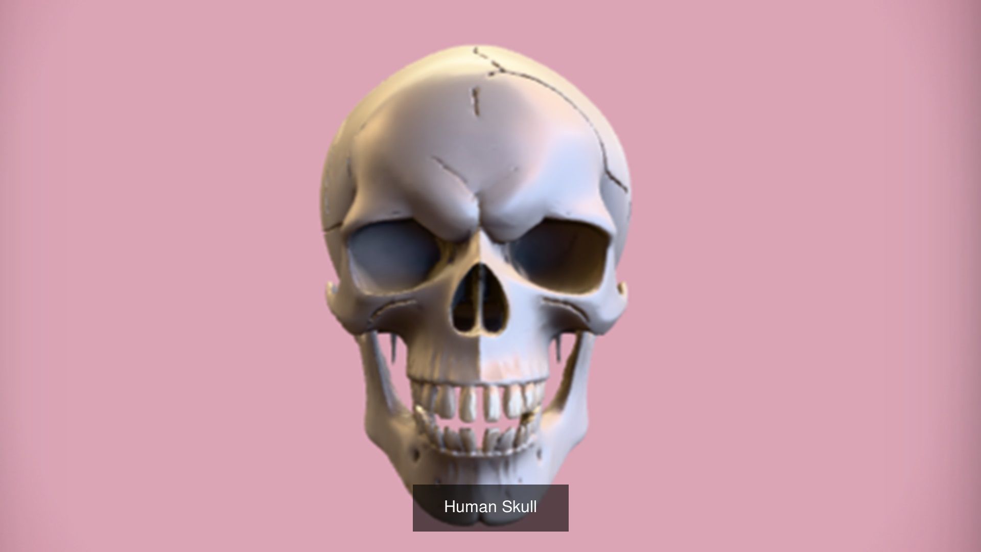 Skull 3D model collection for game ready _68