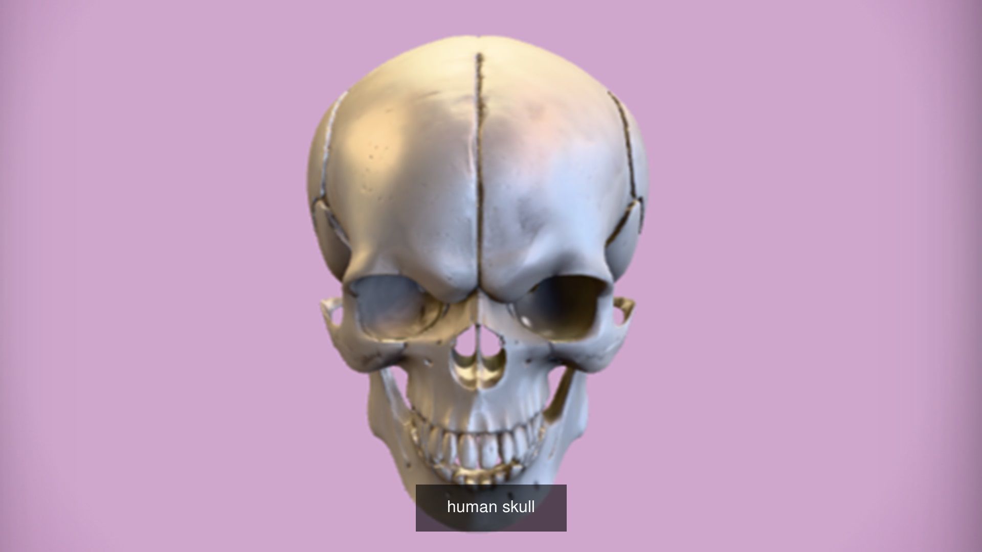 Skull 3D model collection for game ready _29