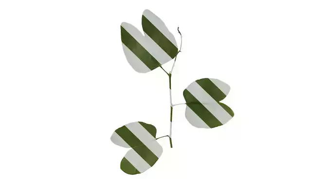 Anydrafts Bauhinia variegata Leaf 04